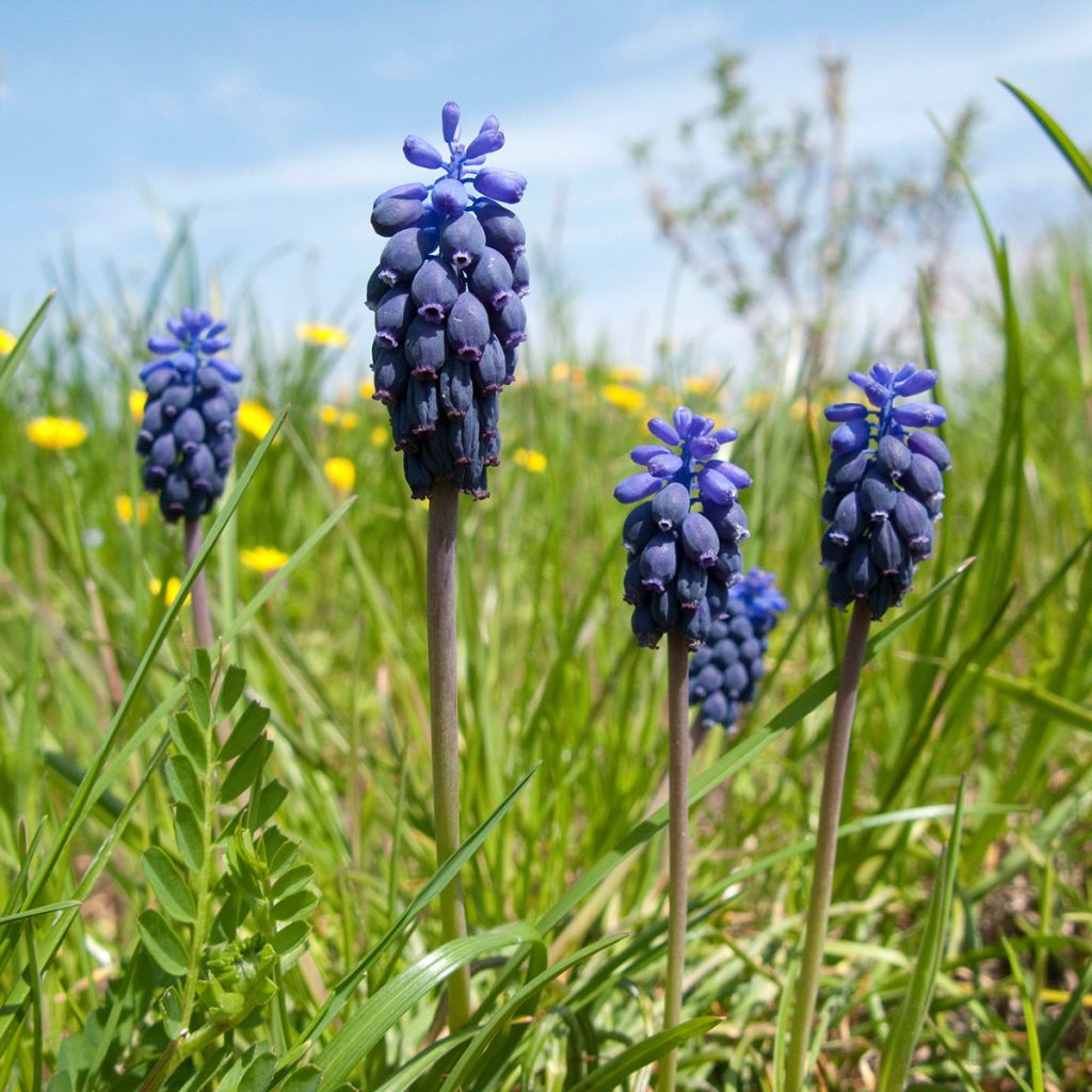 Muscari neglectum - Nazareno