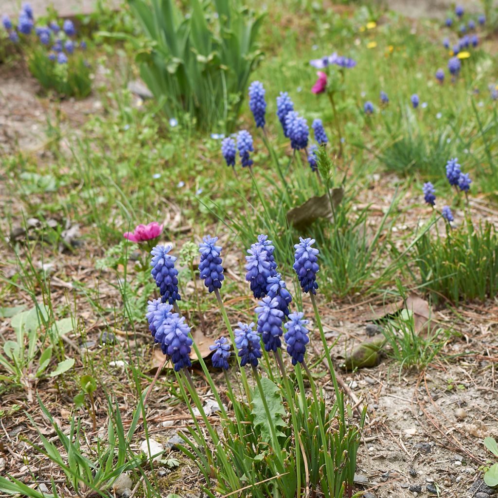 Muscari neglectum - Nazareno