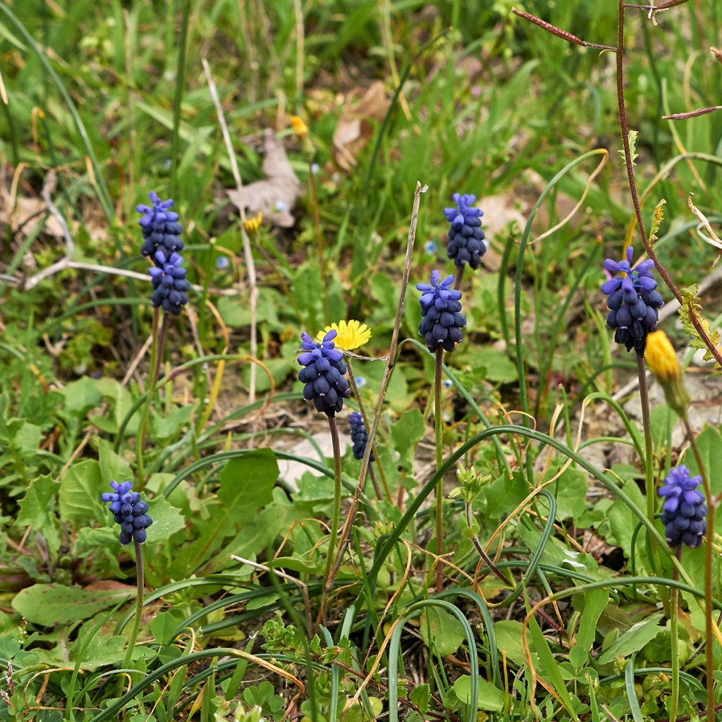 Muscari neglectum - Nazareno