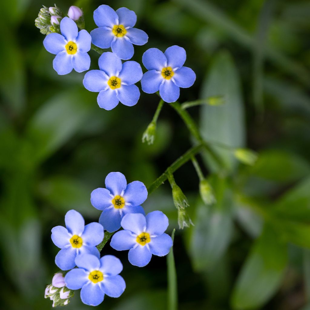 Myosotis scorpioides - Nomeolvides de agua