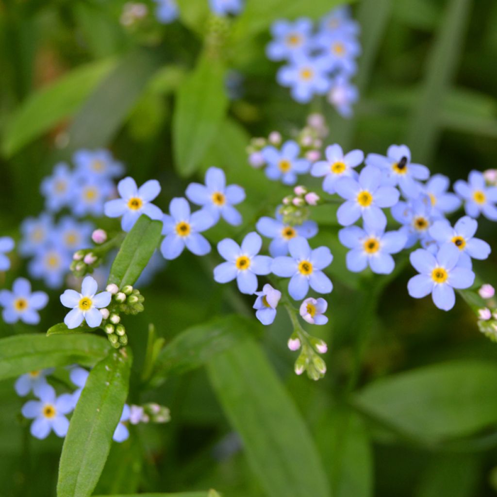 Myosotis scorpioides - Nomeolvides de agua