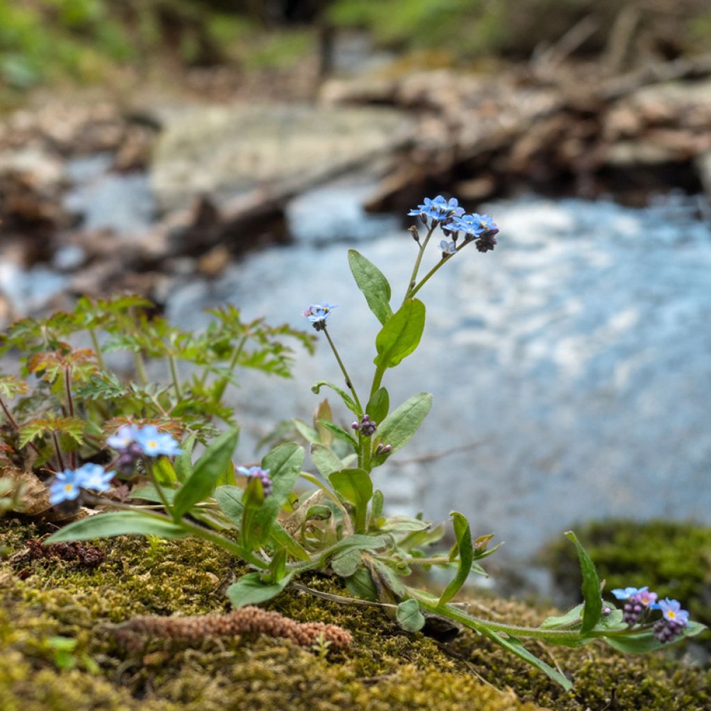 Myosotis scorpioides - Nomeolvides de agua