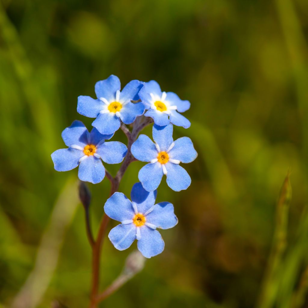 Myosotis scorpioides - Nomeolvides de agua