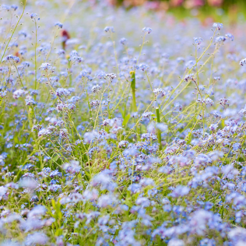 Myosotis scorpioides - Nomeolvides de agua