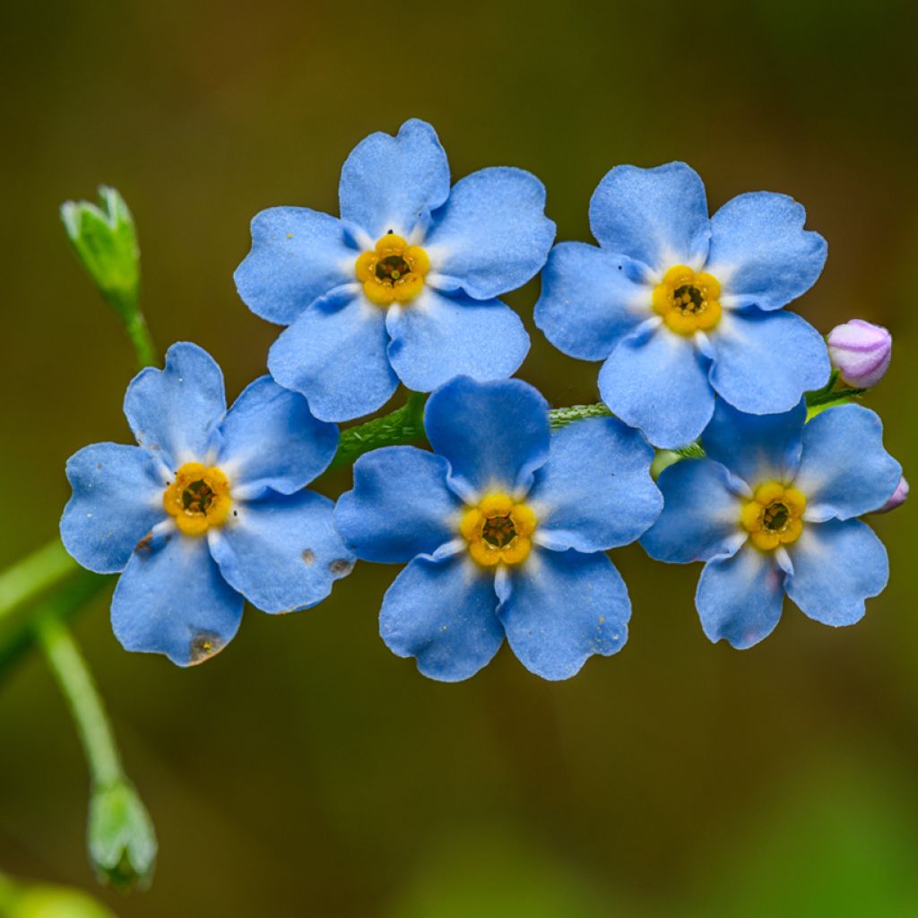 Myosotis scorpioides - Nomeolvides de agua