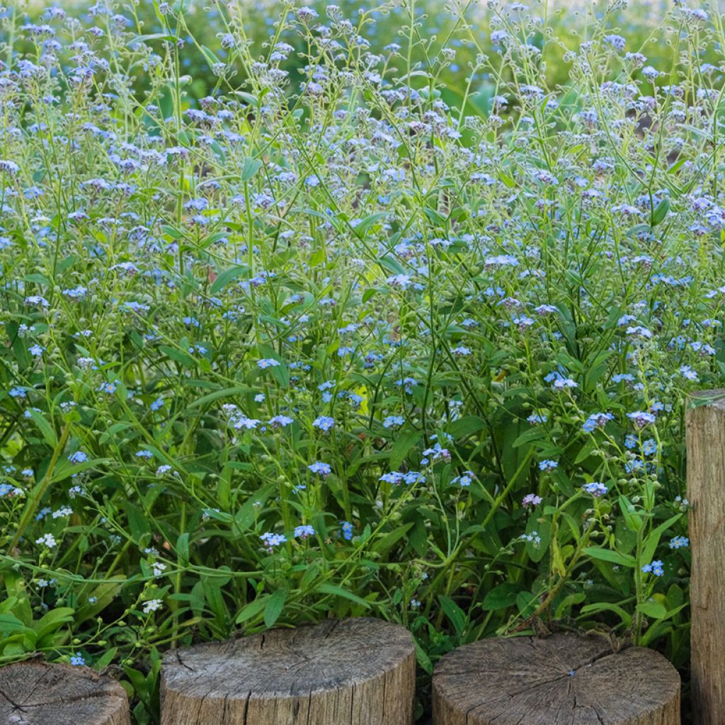 Myosotis scorpioides - Nomeolvides de agua