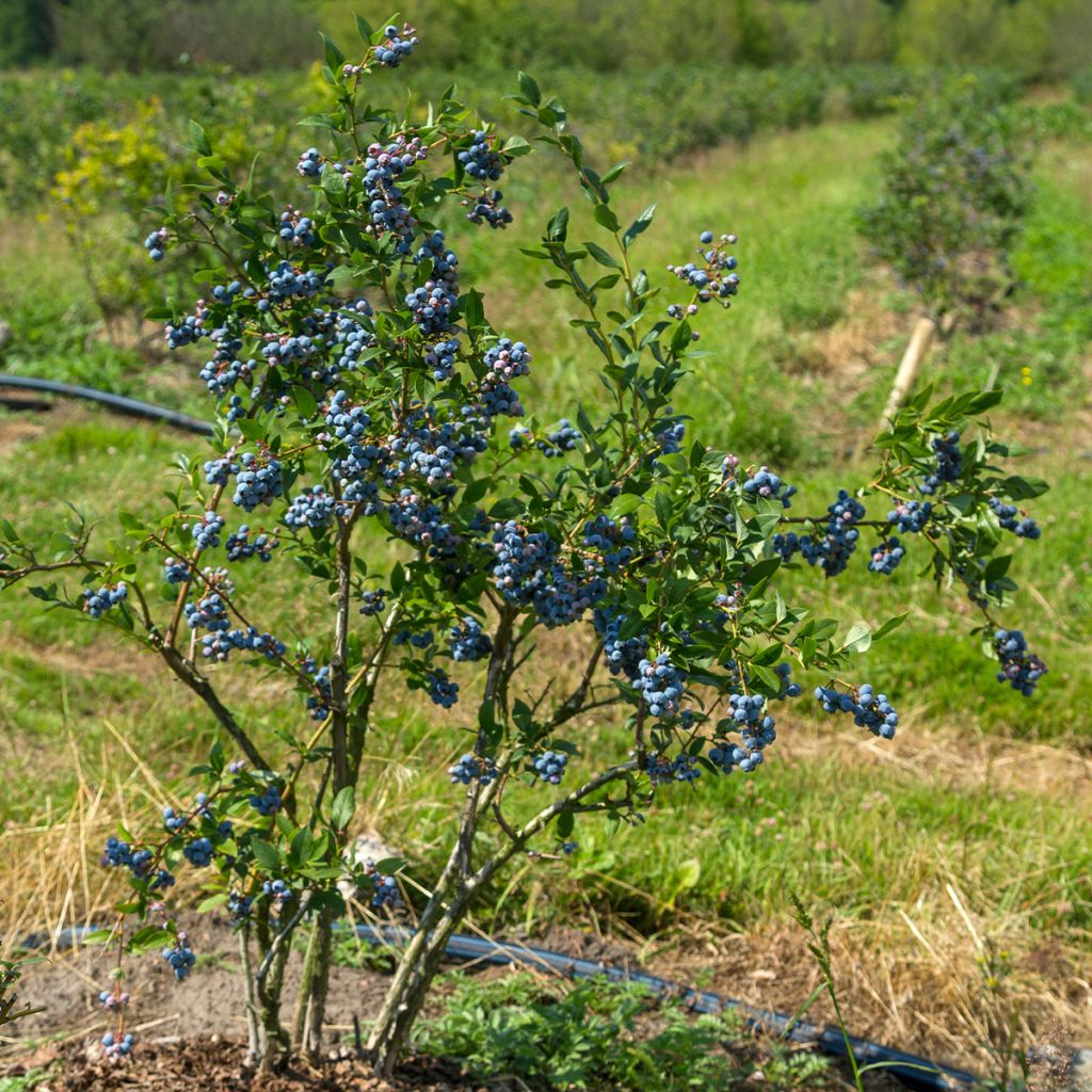 Arándano North Blue