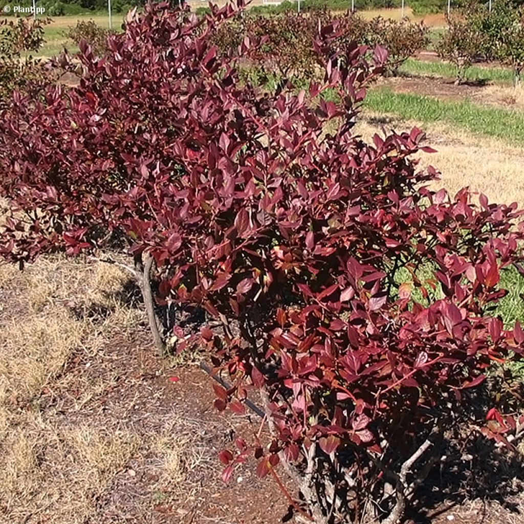 Arándano Cabernet Splash