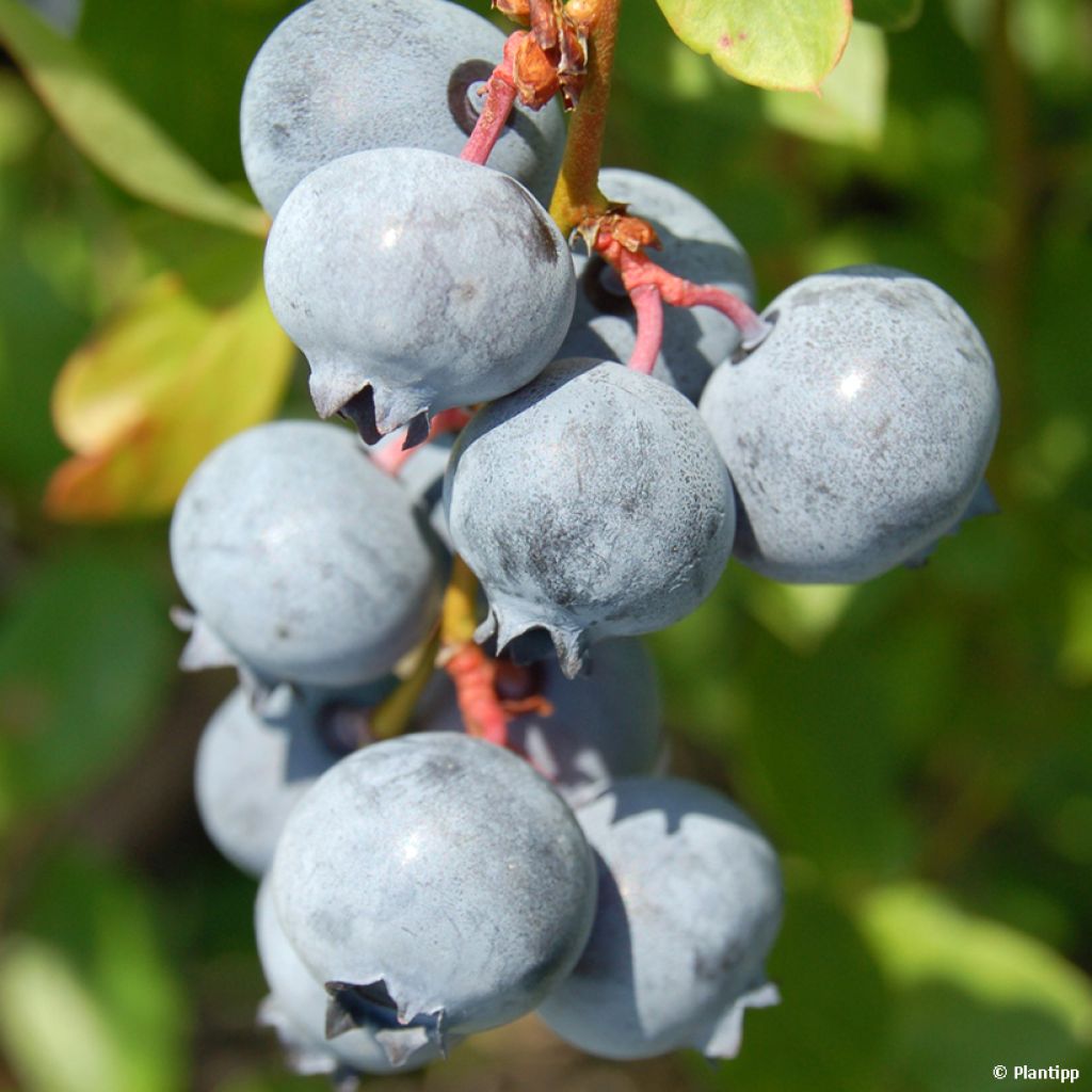 Arándano Cabernet Splash
