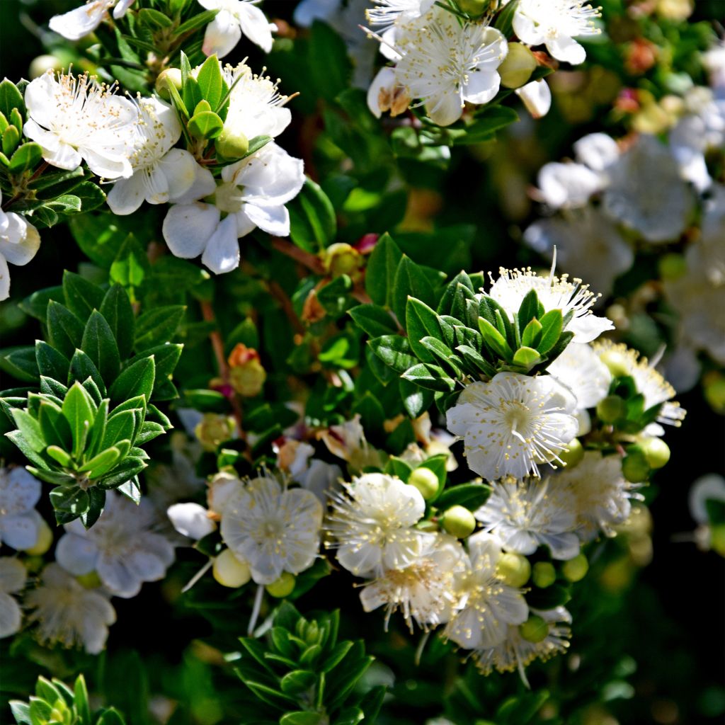 Myrtus communis subsp.Tarentina - Myrte commun