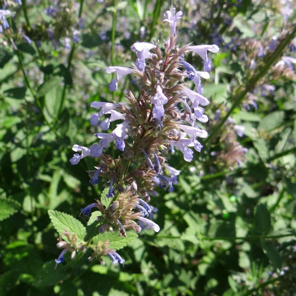 Nepeta parnassica - Hierba gatera
