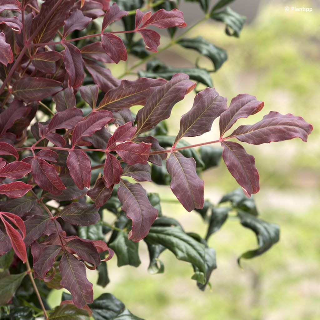 Nandina domestica Curly Obsessed - Bambú sagrado