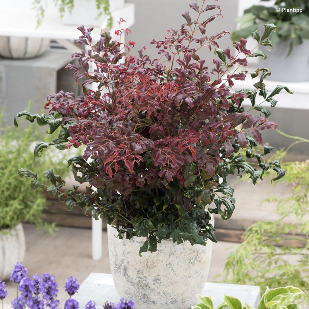 Nandina domestica Curly Obsessed - Bambú sagrado