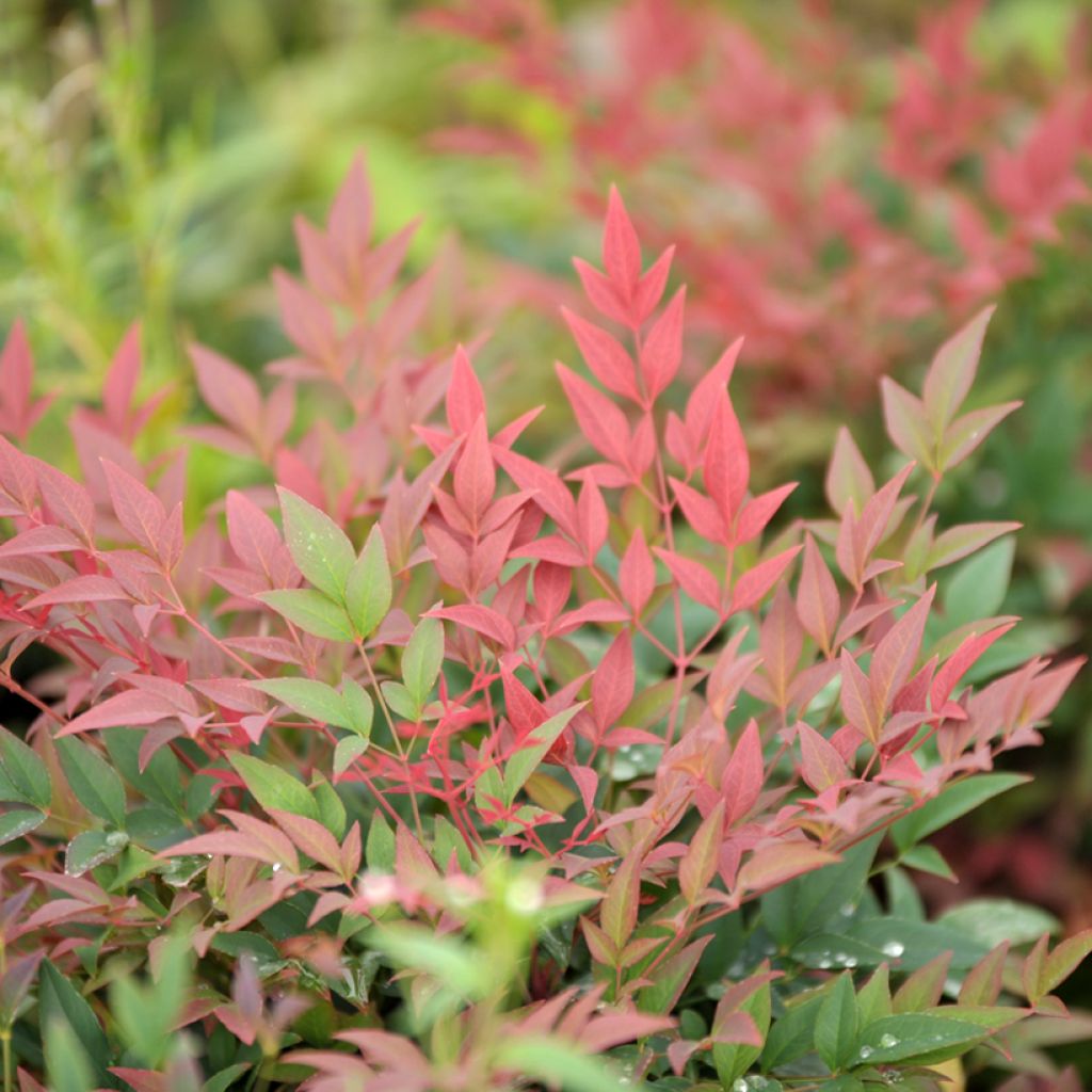 Nandina domestica Sunrise - Bambú sagrado