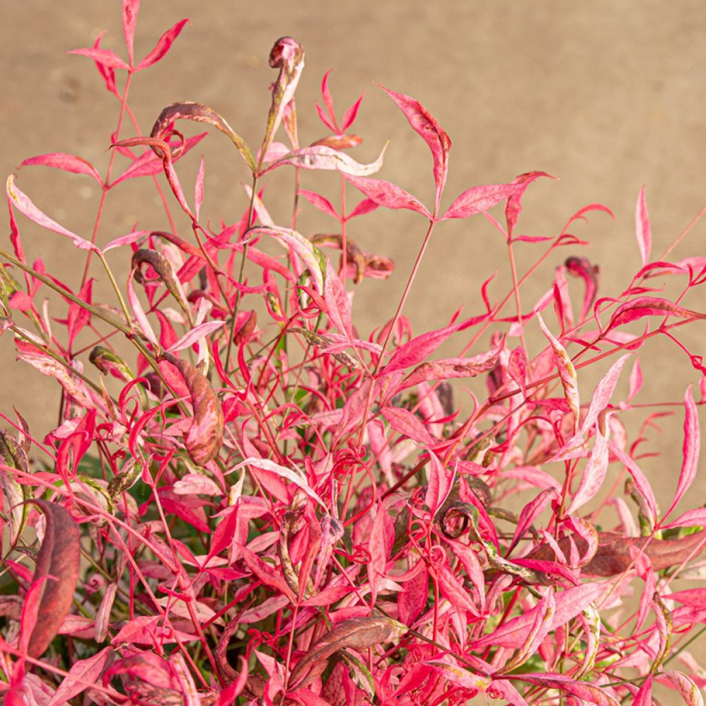 Nandina domestica Pretty Flamingo®- Bambú sagrado
