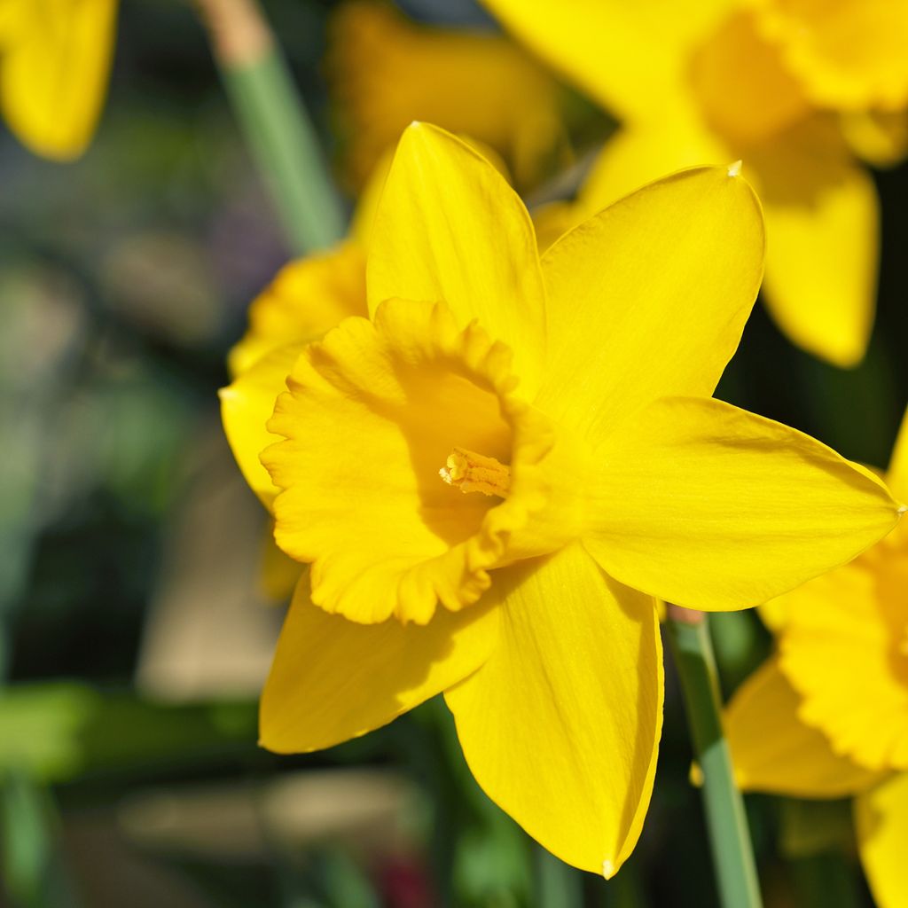 Narciso Dutch Master