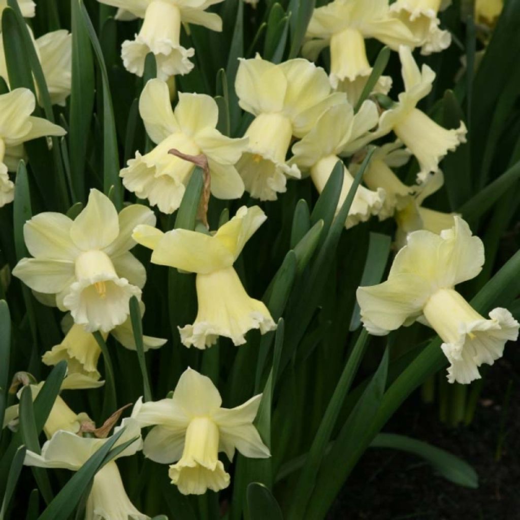 Narciso Galactic Star
