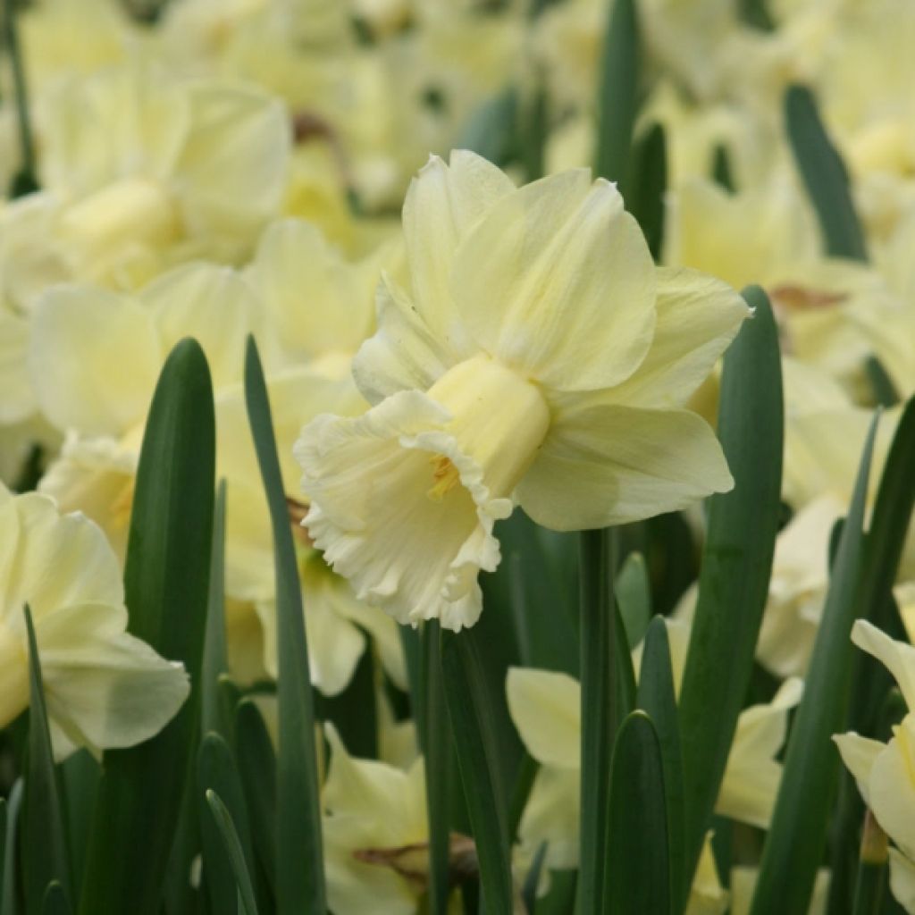 Narciso Galactic Star