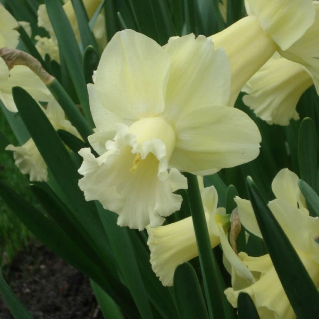 Narciso Galactic Star