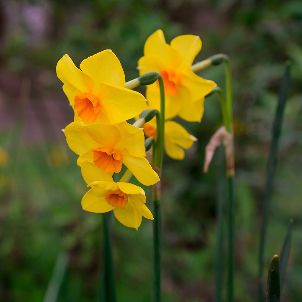 Narciso tazetta Grand Soleil d Or