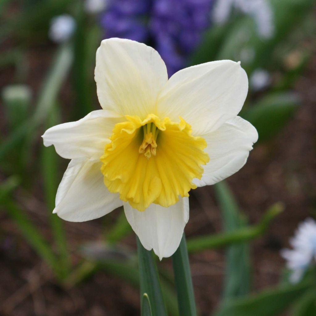 Narciso Ice Follies