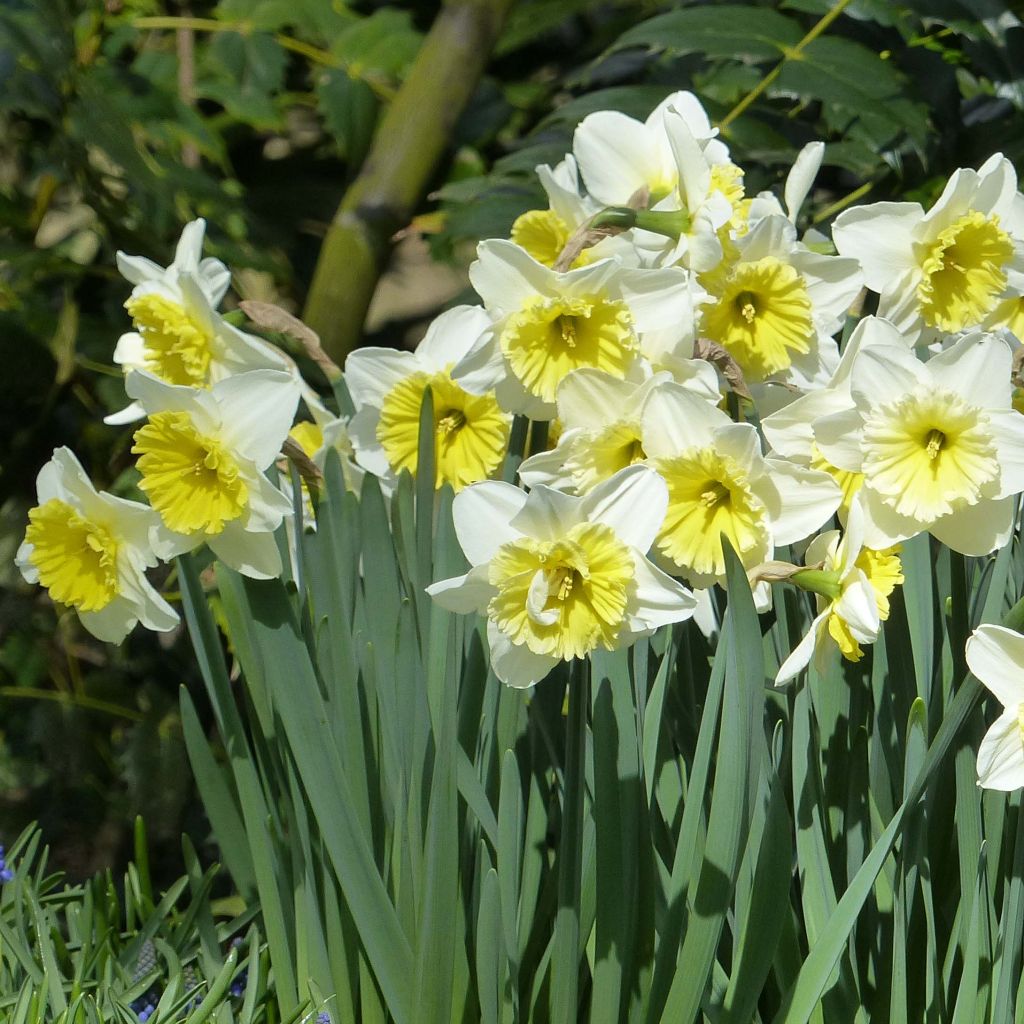 Narciso Ice Follies