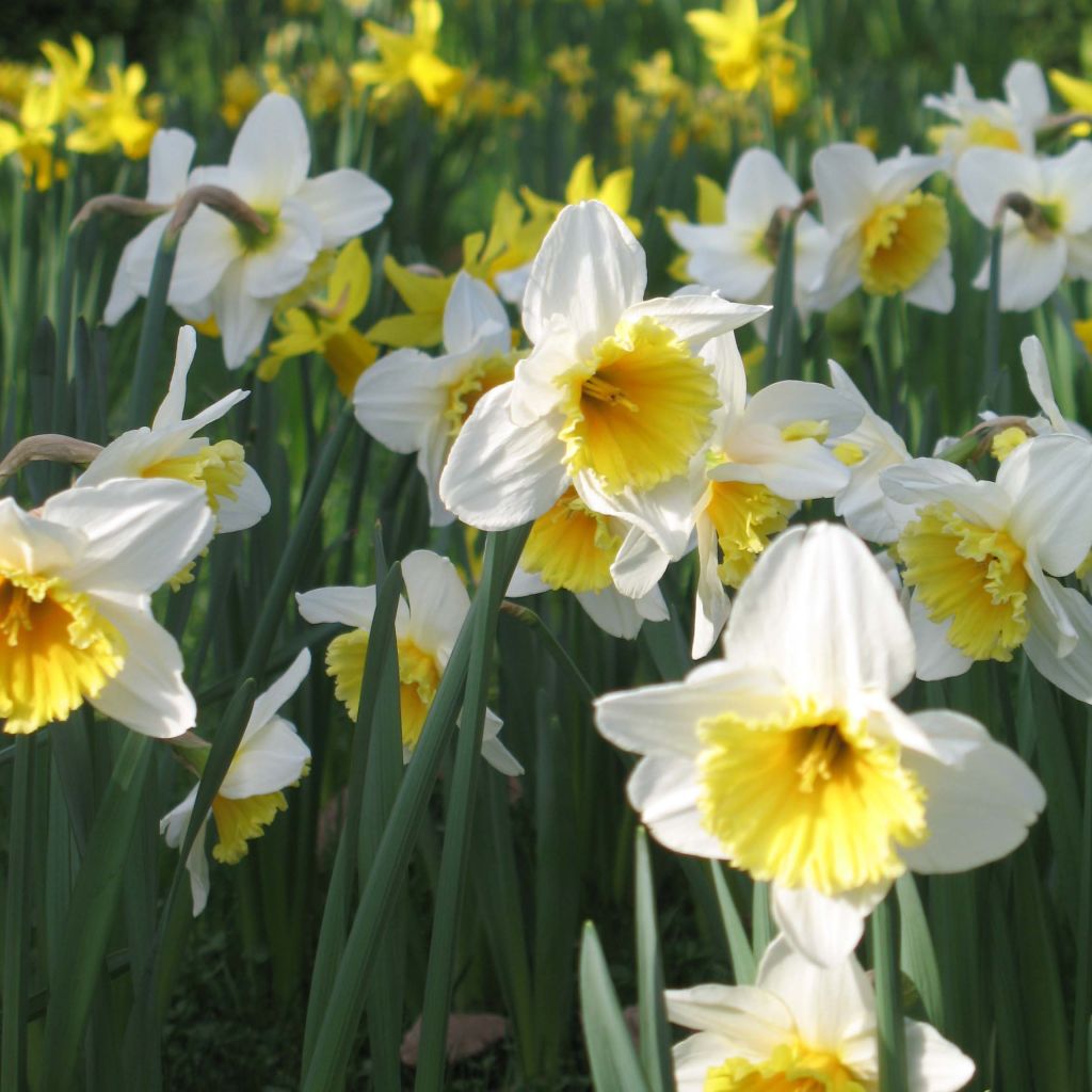 Narciso Ice Follies