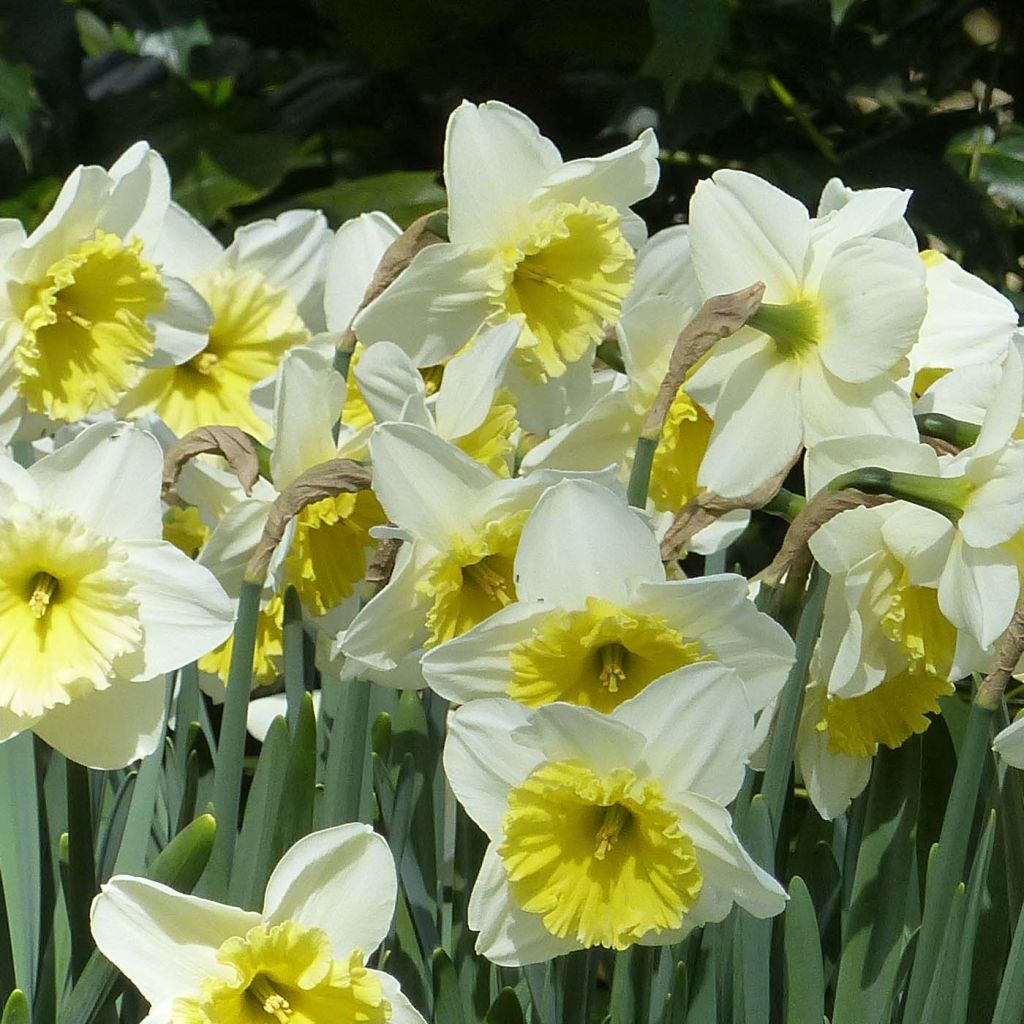 Narciso Ice Follies