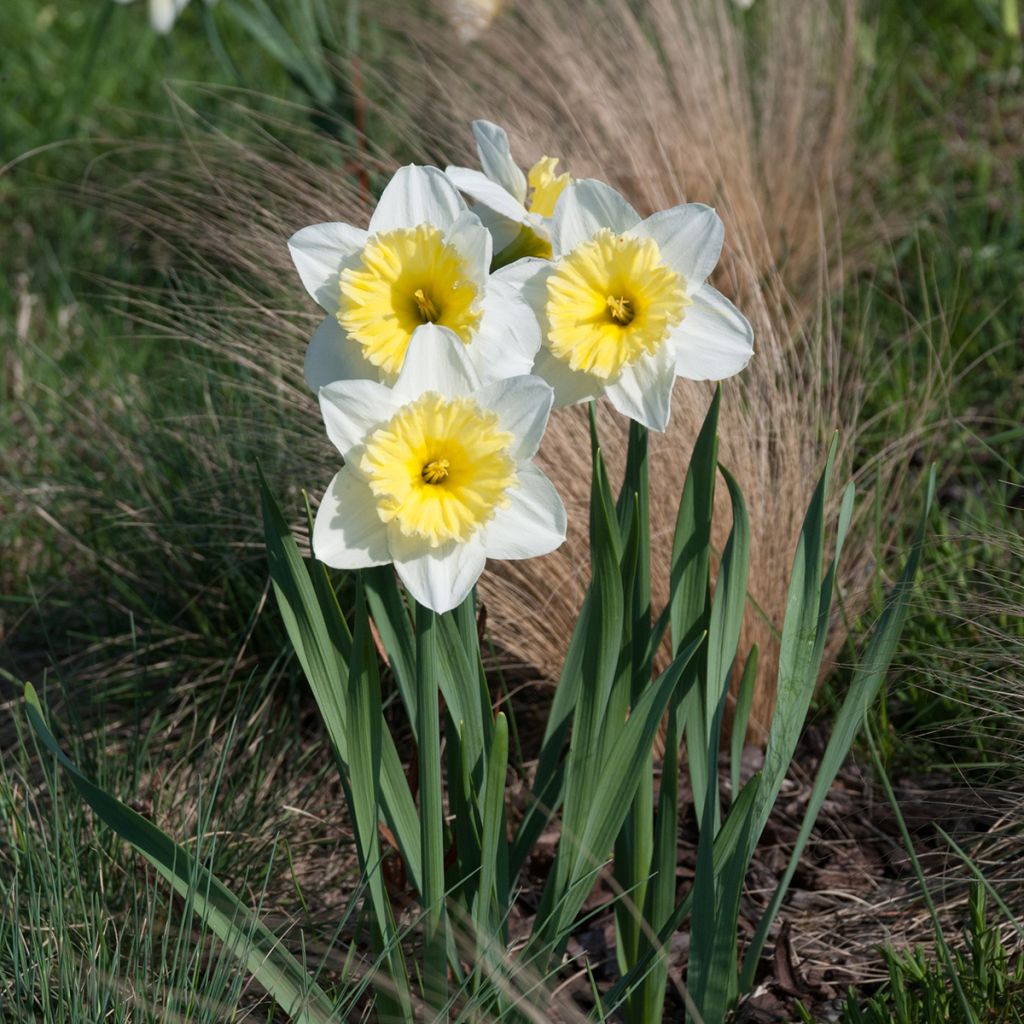 Narciso Ice Follies