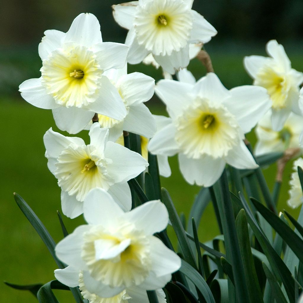 Narciso Ice Follies
