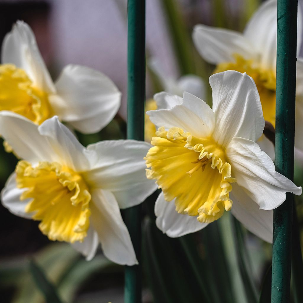 Narciso Ice Follies