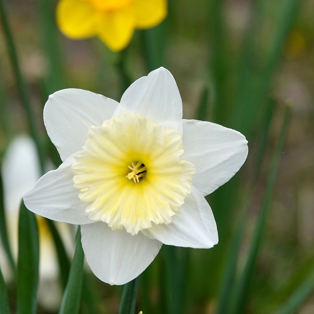 Narciso Ice Follies