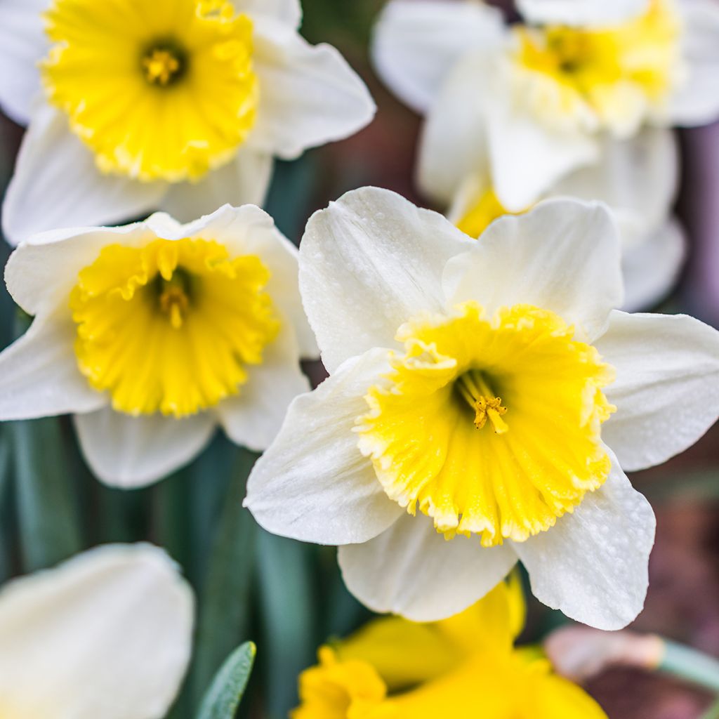 Narciso Ice Follies