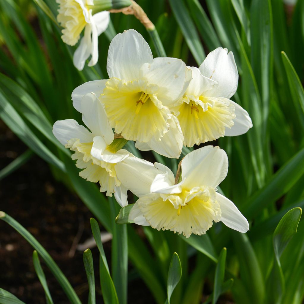 Narciso Ice Follies