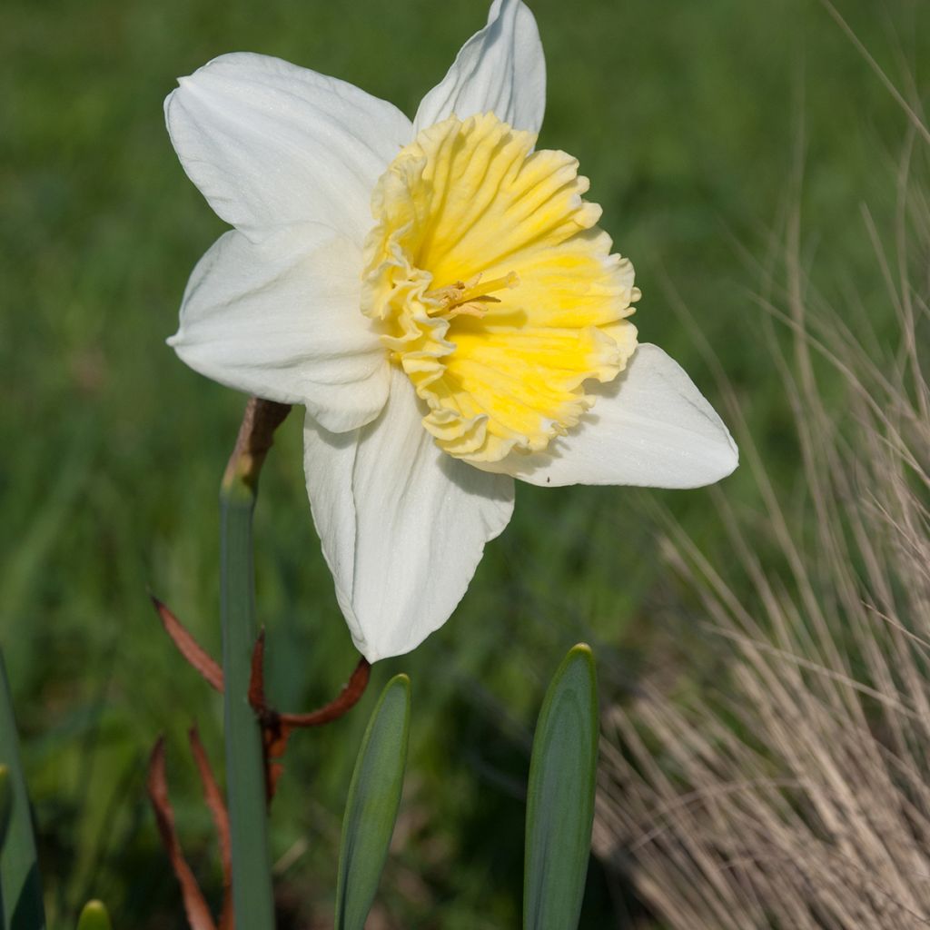 Narciso Ice Follies