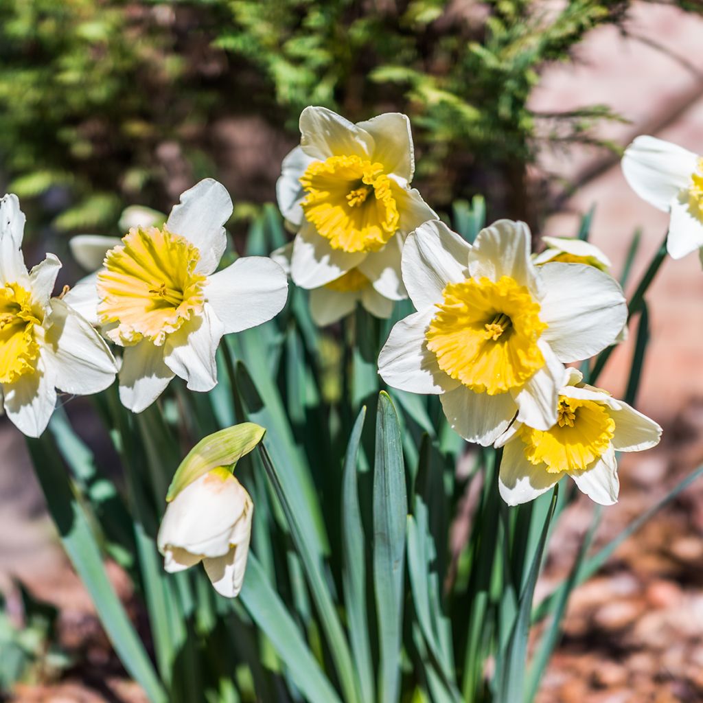 Narciso Ice Follies