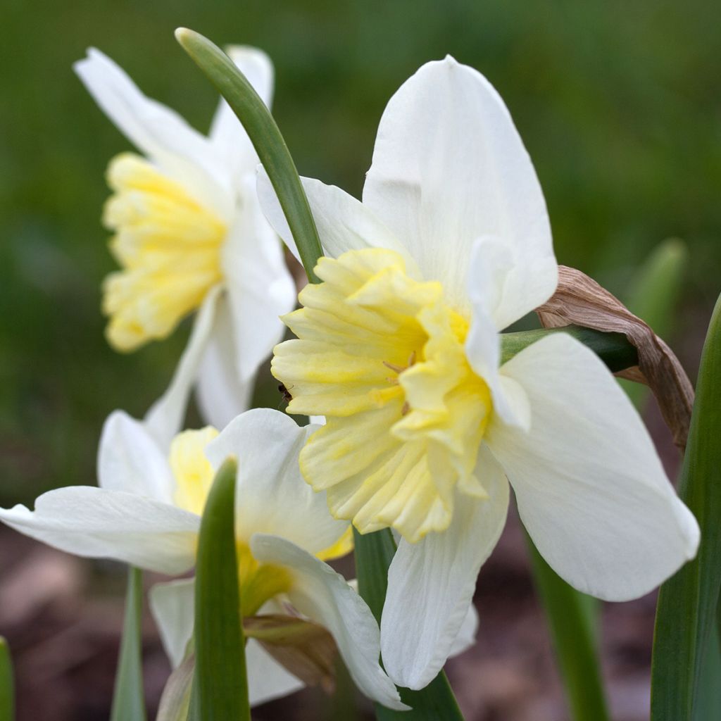 Narciso Ice Follies