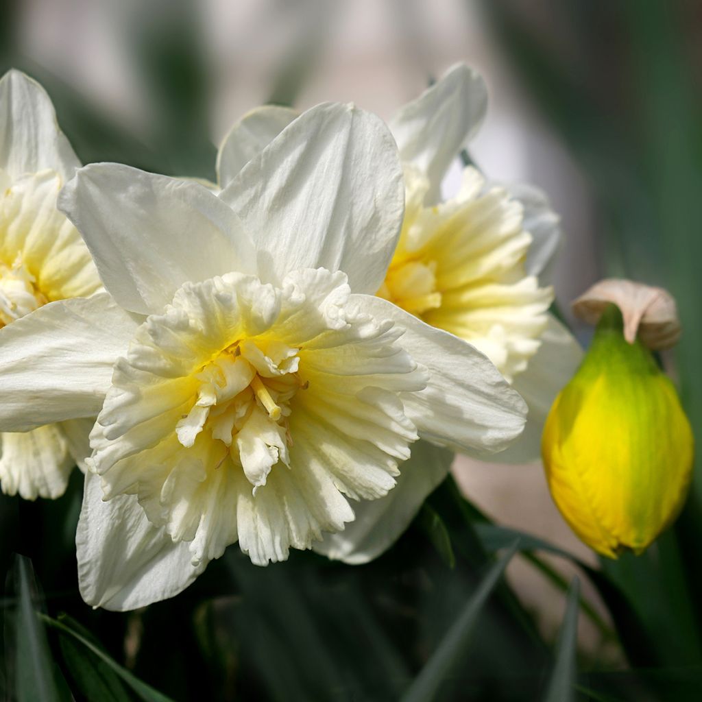 Narciso Ice King