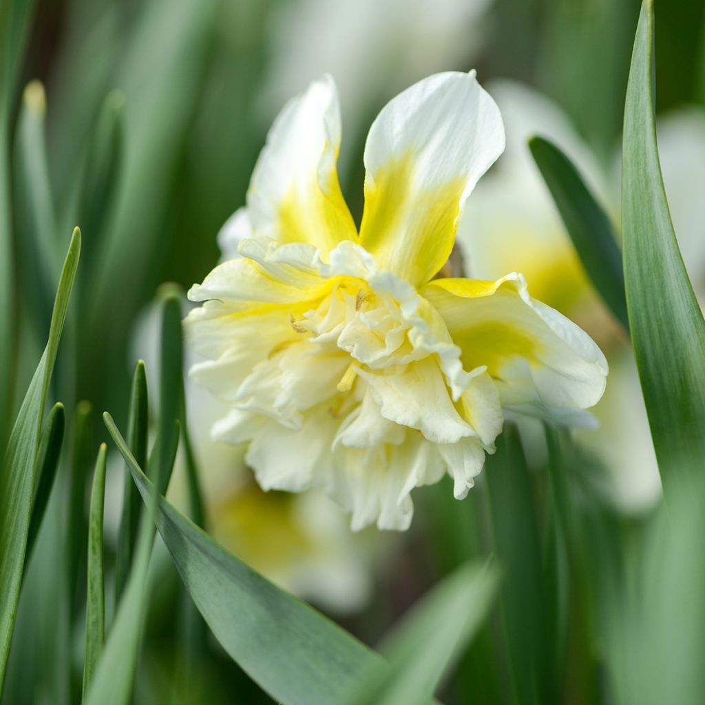 Narciso Ice King