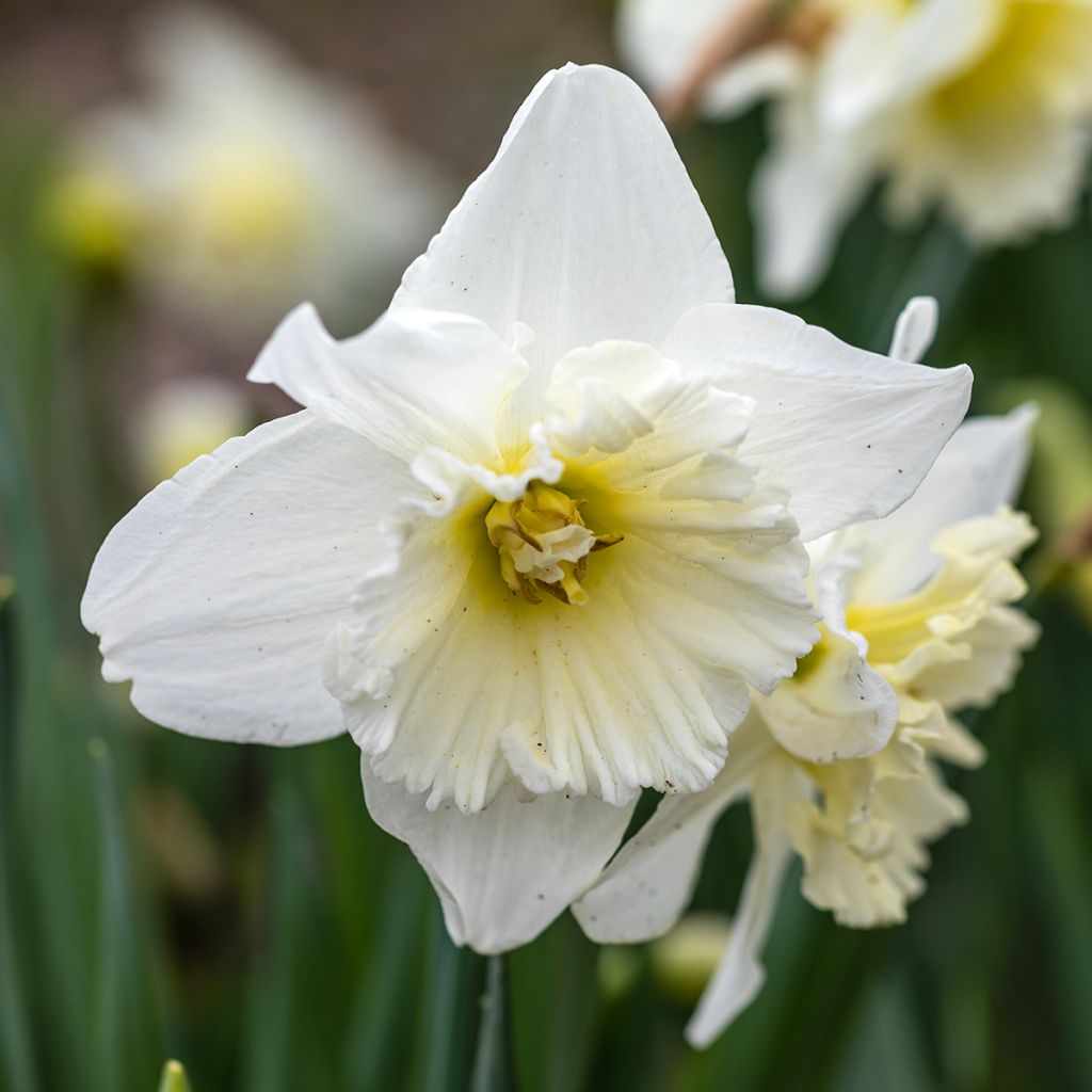 Narciso Ice King