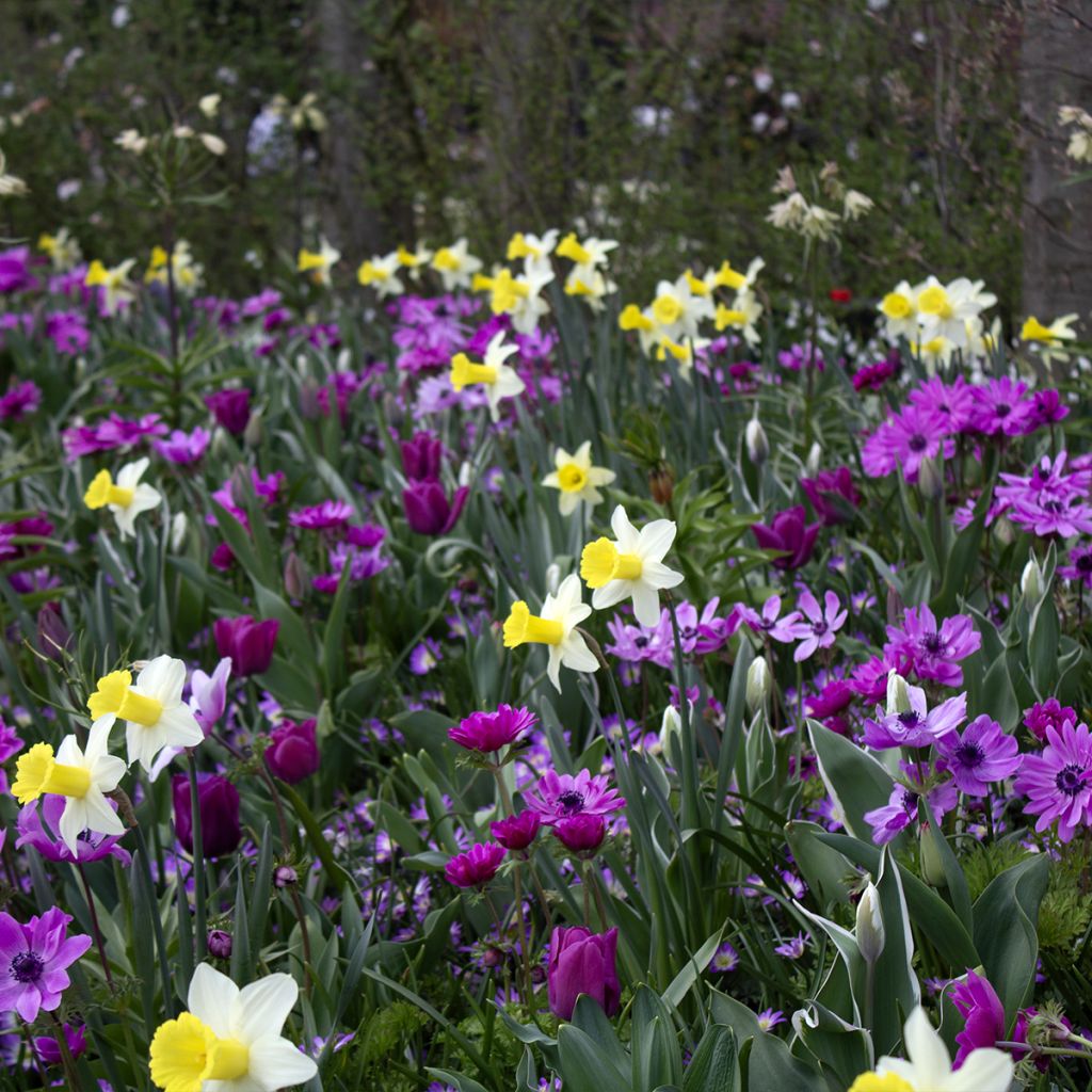 Narcisus cyclamineus Peeping Jenny