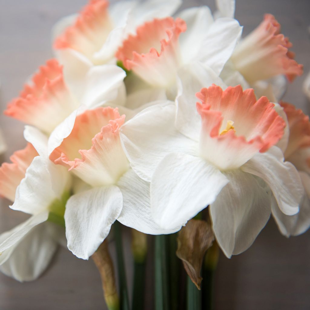 Narciso Pink Charm