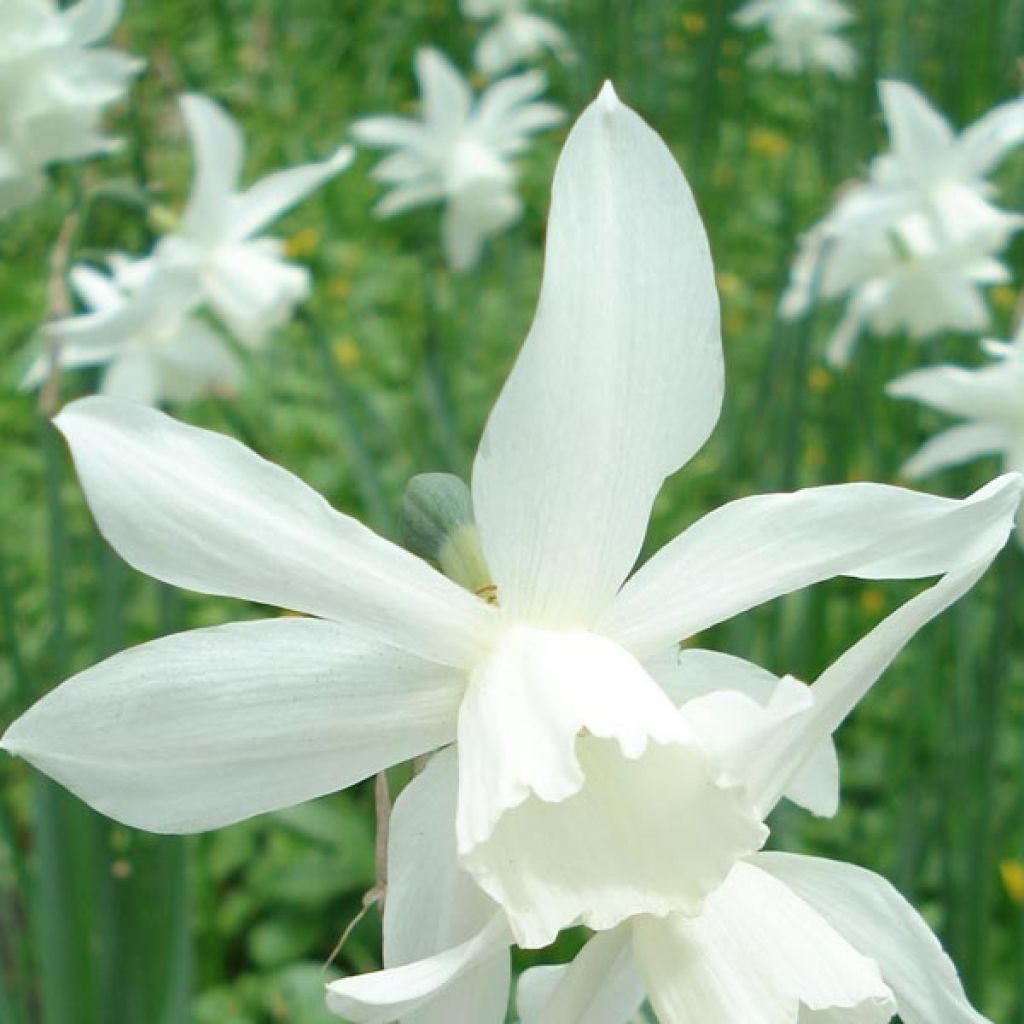 Narciso triandrus Thalia
