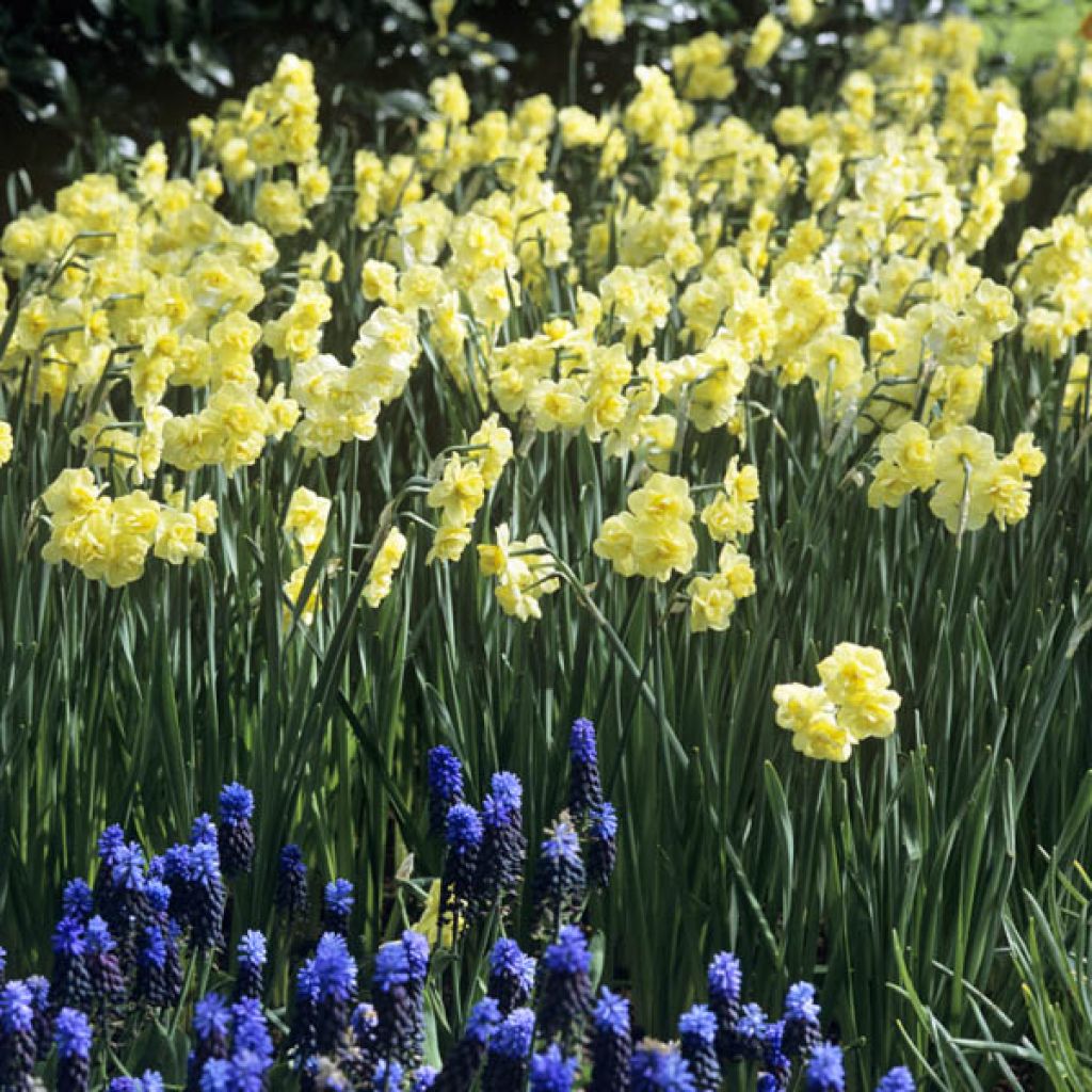 Narciso Yellow Cheerfulness