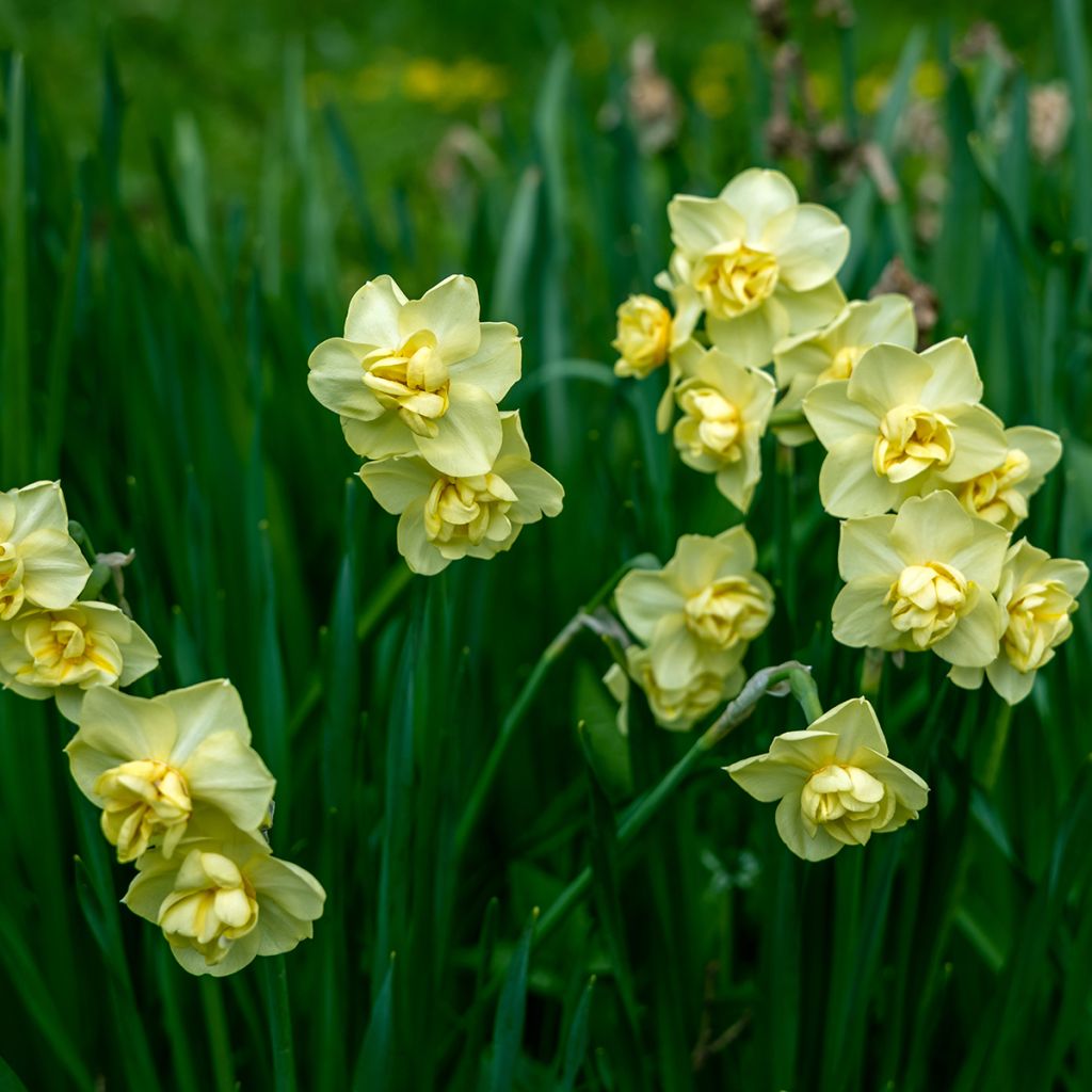 Narciso Yellow Cheerfulness