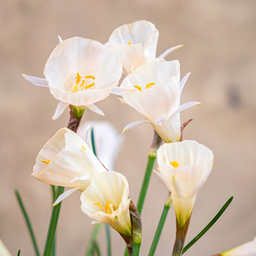 Narcisse bulbocodium Arctic Bells - Narciso de olor