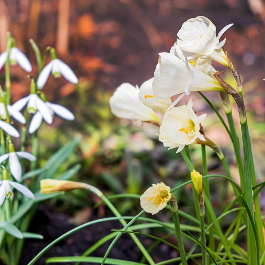 Narcisse bulbocodium Arctic Bells - Narciso de olor