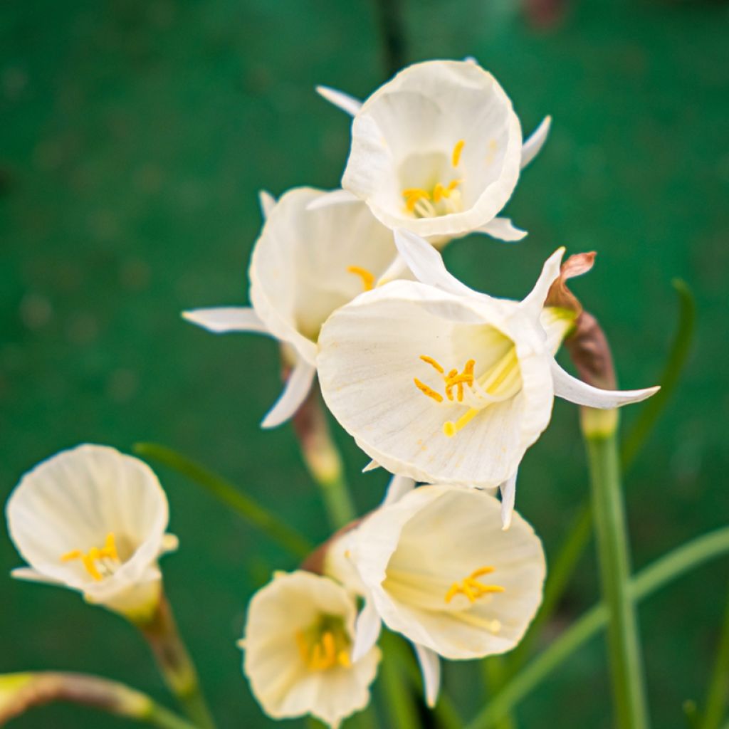 Narcisse bulbocodium Arctic Bells - Narciso de olor
