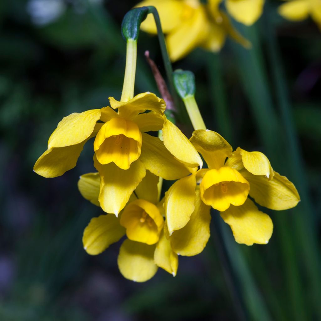 Narciso fernandesii var. cordubensis