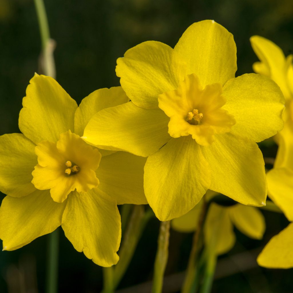 Narciso fernandesii var. cordubensis